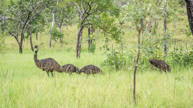 Emus in grass