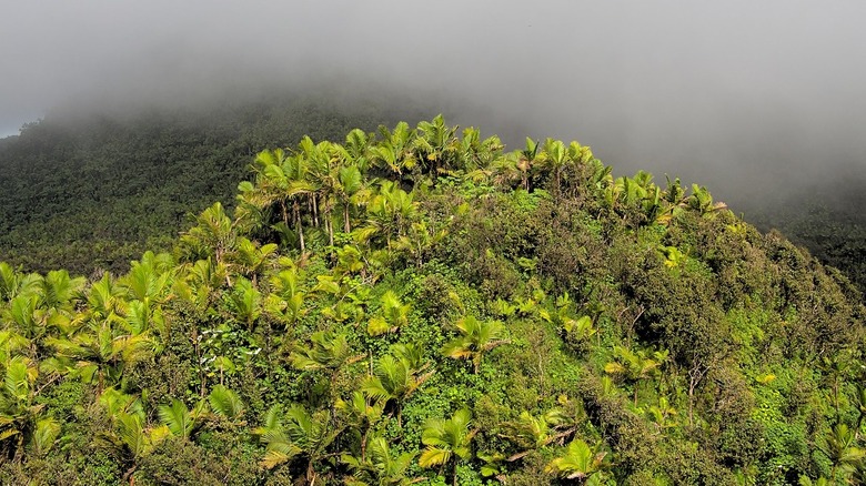 El Yunque National Forest in Puerto Rico