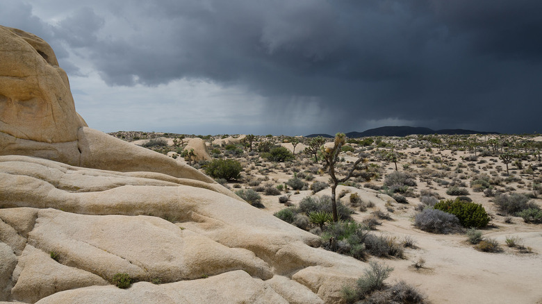 Joshua Tree National Park with apporaching thunderstorm front