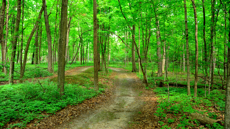 forested site of Native American burial