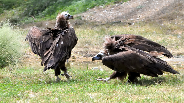 vultures in Mongolia