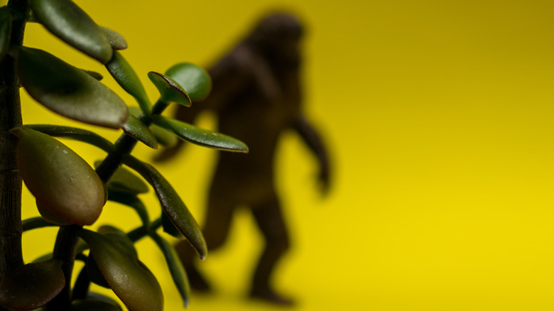 Bigfoot silhouette behind plant