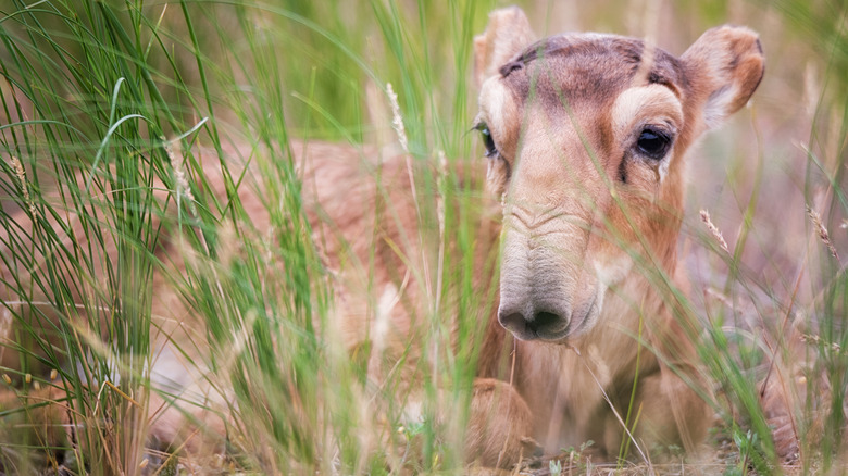 saiga antelope young baby