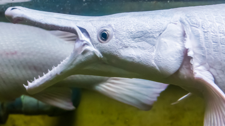 alligator gar showing teeth