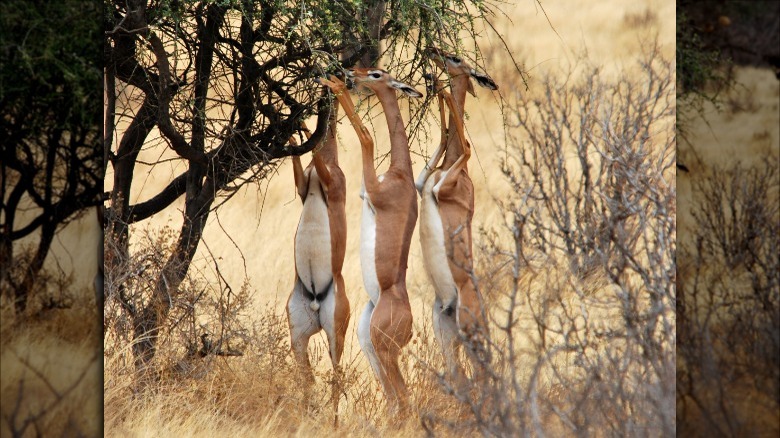 gerenuk antelope eating