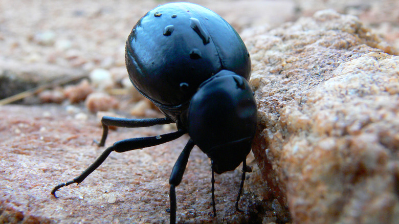 fog-basking beetles