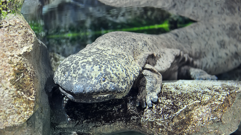chinese giant salamander