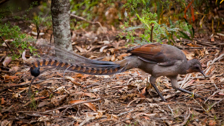 australian lyrebird feather display