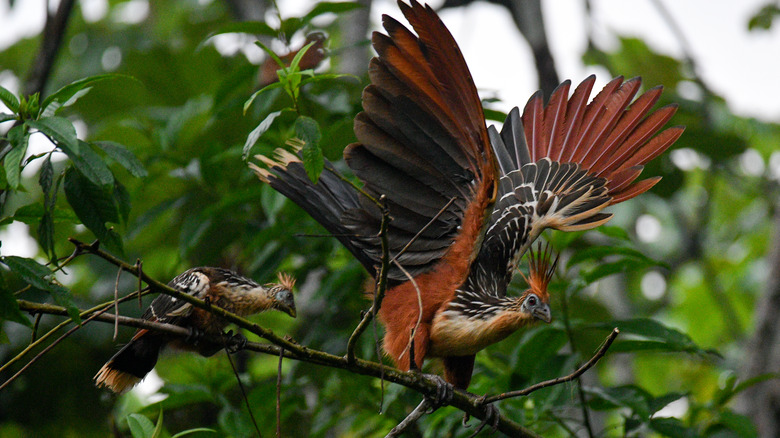 Hoatzin adult and chick