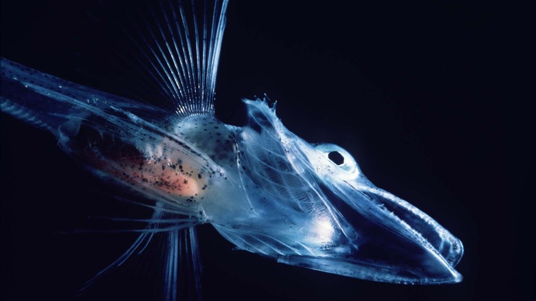 antarctic icefish