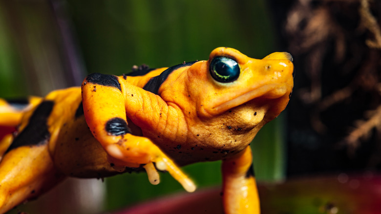 panamanian gold frog waving