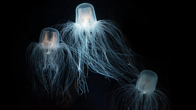 immortal jellyfish adult form