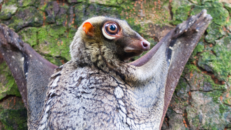 sunda flying lemur