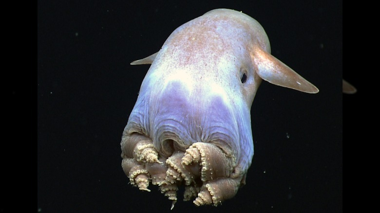 dumbo octopus