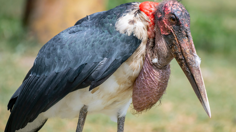 marabou stork undertaker bird