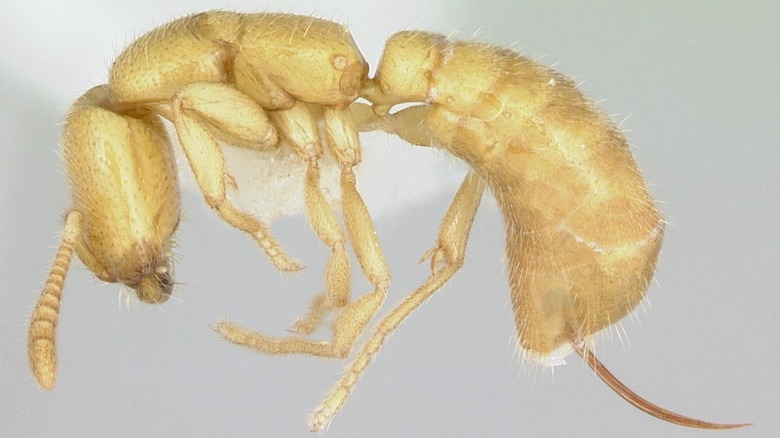 dracula ants