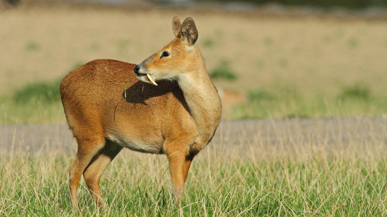 chinese water deer showing fangs