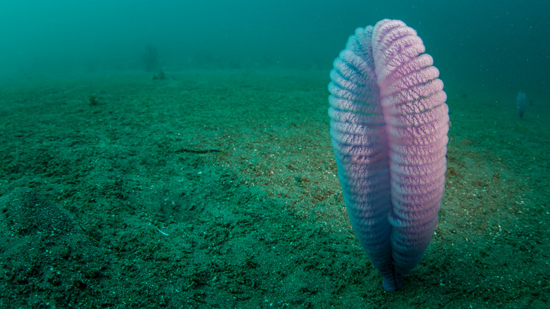 sea pen ocean floor