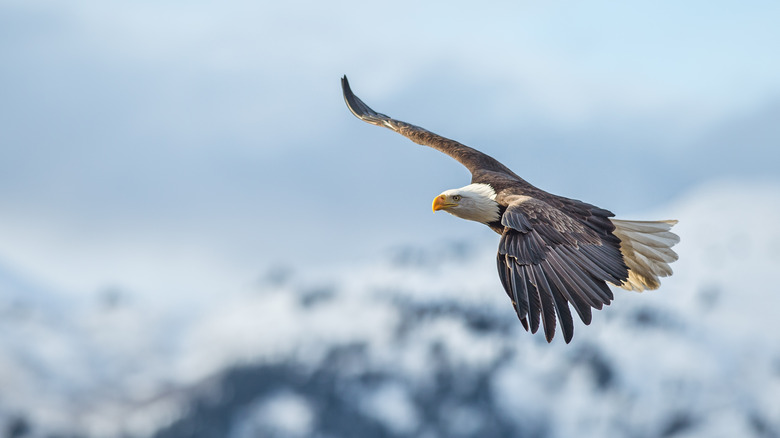 bald eagle flying