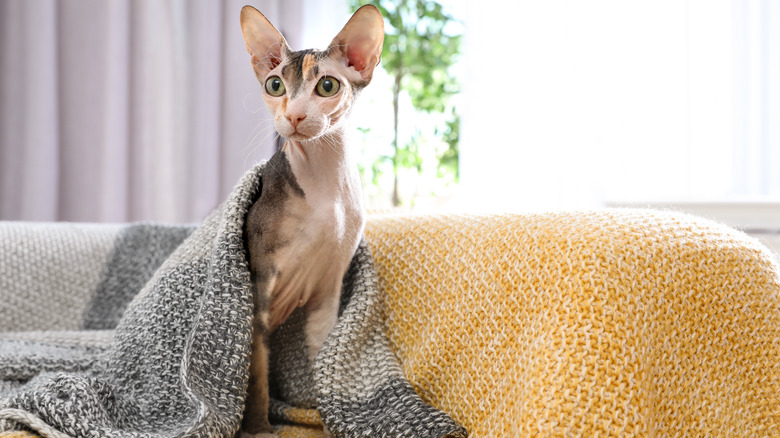 Sphynx cat on a couch