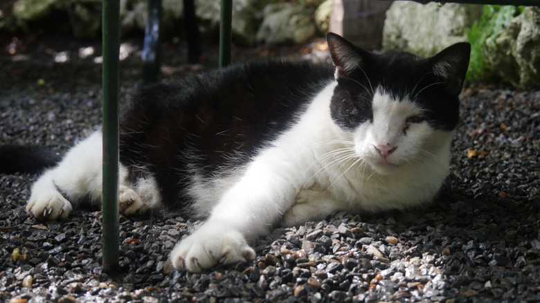 A six-toed cat at the Ernest Hemingway museum