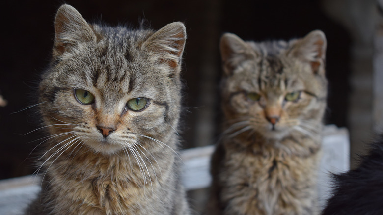 Two tabby kittens staring at camera
