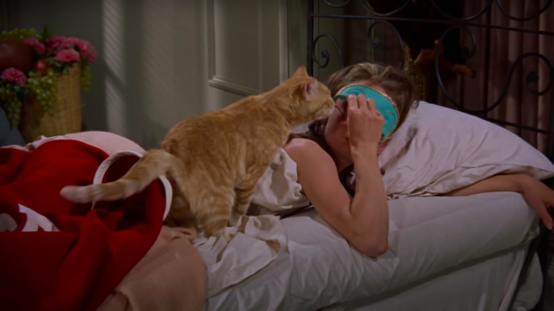 Audrey Hepburn in bed with Orangey the cat