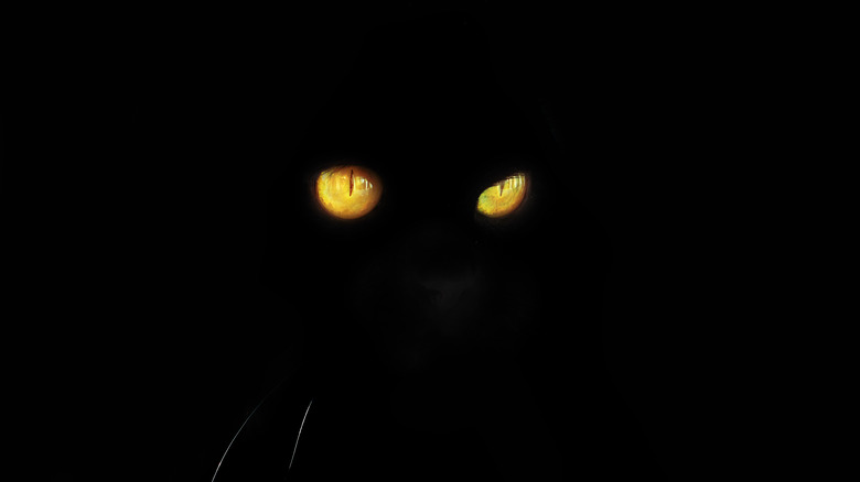 Two cat eyes in the dark