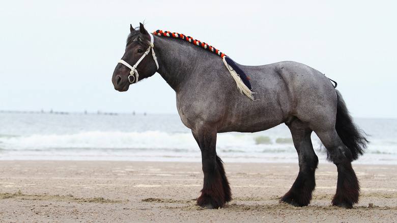 Draft horse on the beach