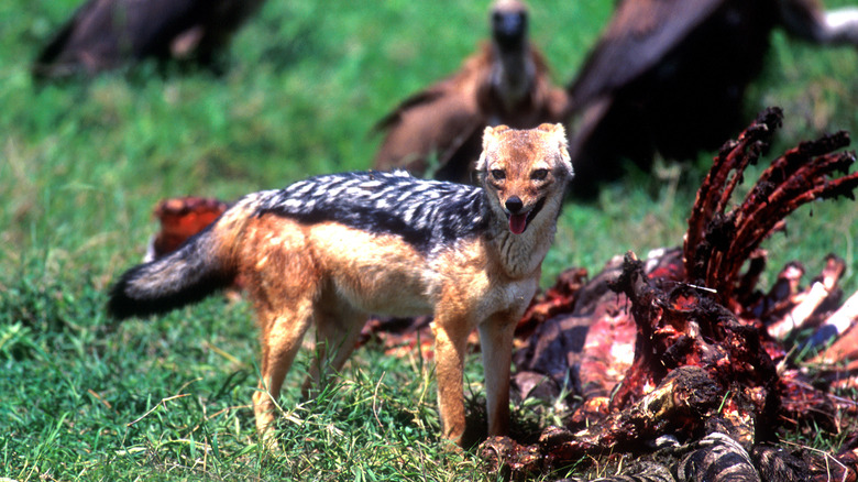 scavenging carnivores surround zebra carcass