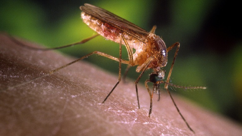 mosquito getting ready to feed