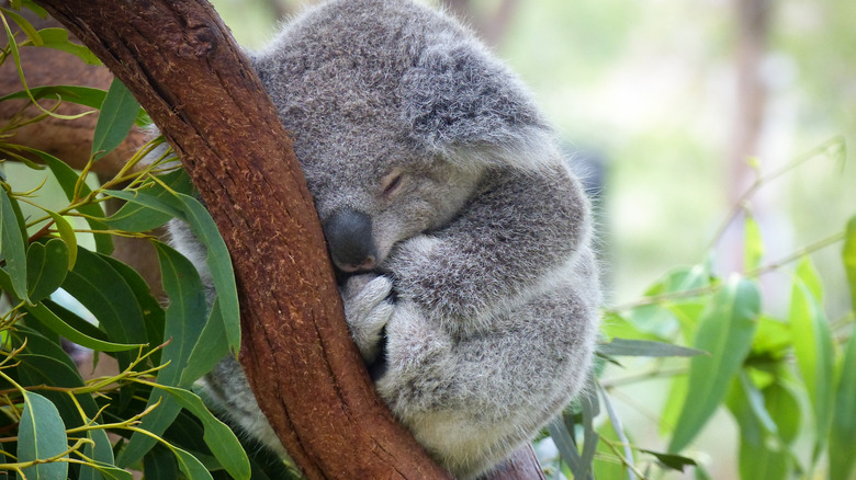 tiny koala taking a nap