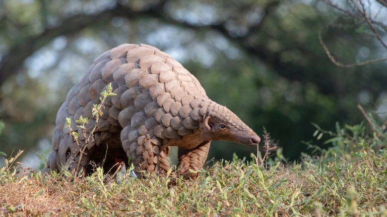 pangolin searching for food
