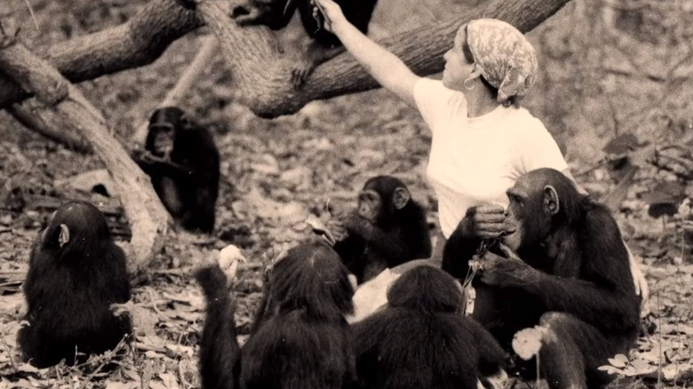 Janis Carter with chimpanzees