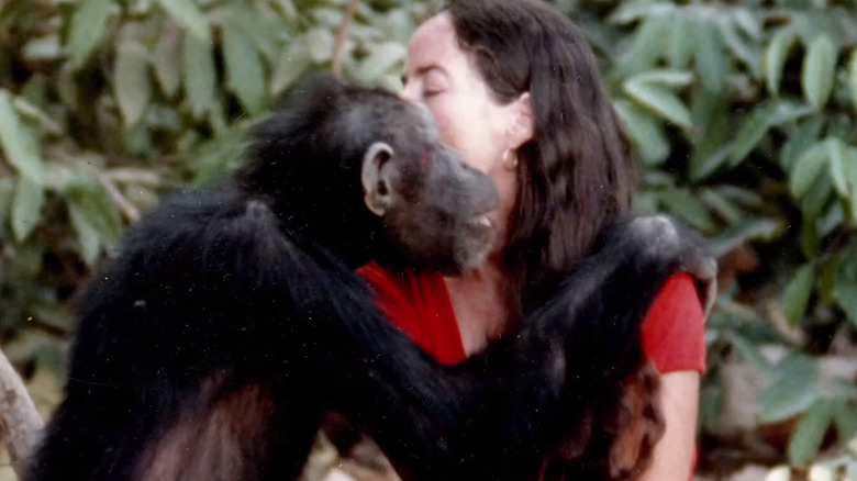 Janis Carter and Lucy the chimpanzee