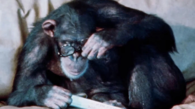 Lucy the chimpanzee reading a book