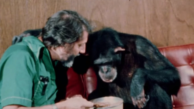 Lucy the chimpanzee eating oatmeal