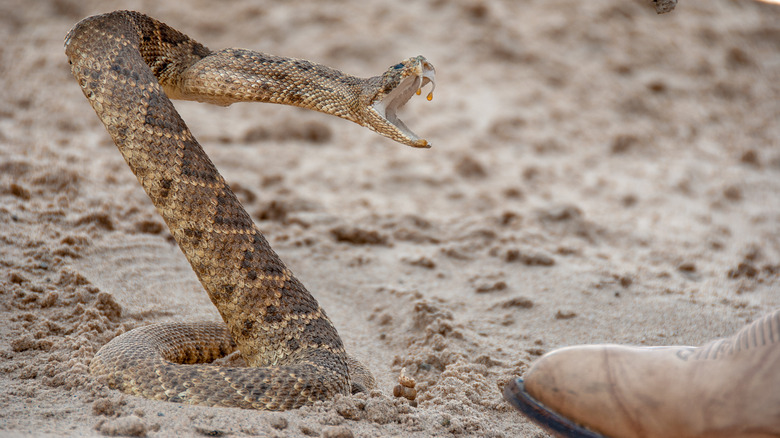 A rattlesnake rears up by a boot