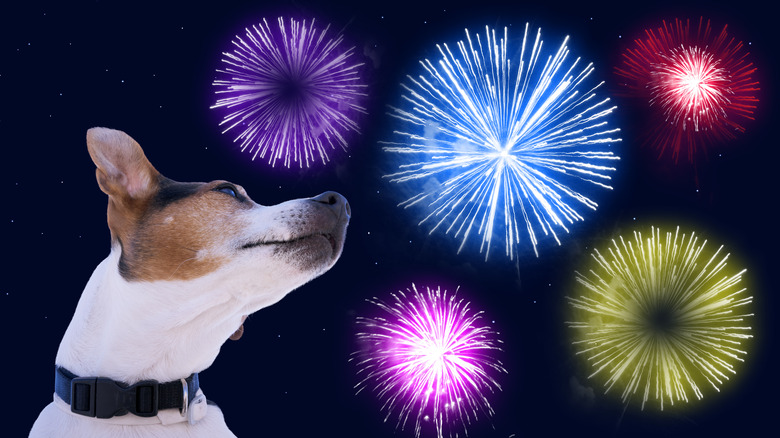 scared dog with fireworks
