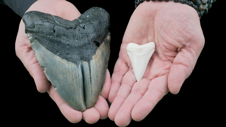 Megalodon tooth, Great White shark tooth
