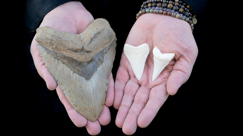 Teeth compared: megalodon, great white shark