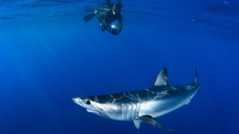 Diver with mako shark