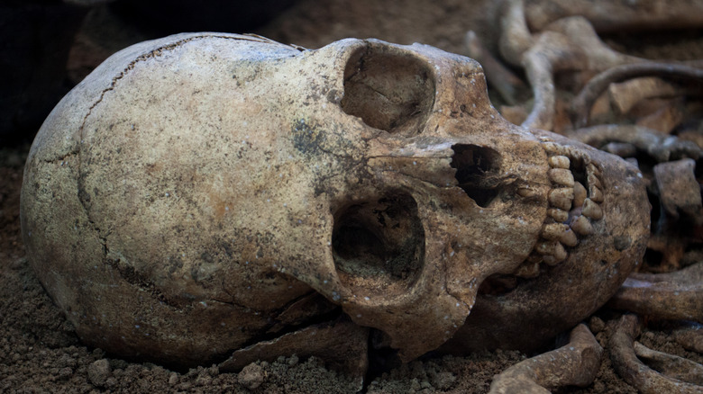 excavated skull