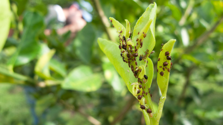 Asian citrus psyllid on citrus plant leaves