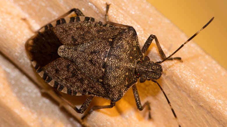Brown marmorated stink bug on wood