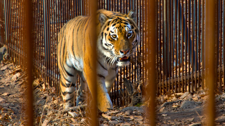 Tiger looking through bars in captivity