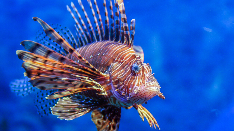 Red lionfish in ocean
