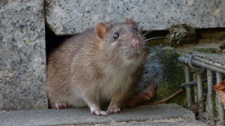 Norway rat coming out of wall