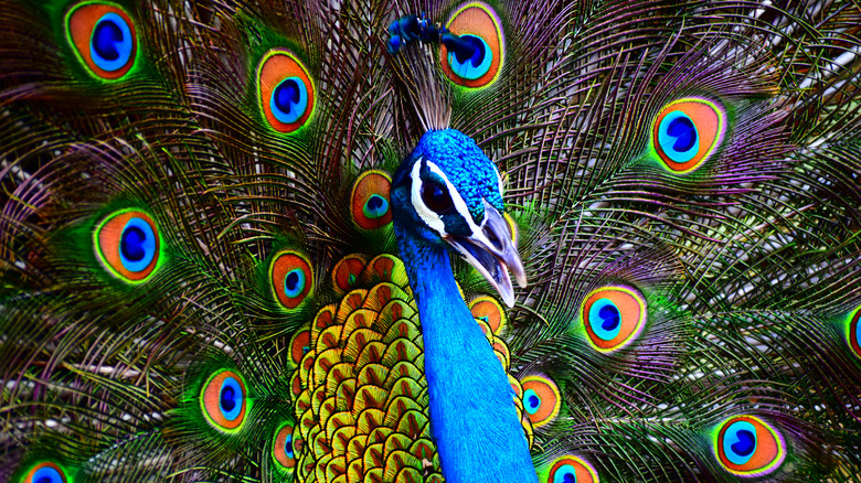 Male peacock showing tail feathers