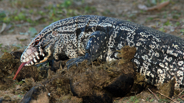Argentine black and white tegu tongue out
